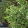 Juniper – Hollywood – 5-6ft – #5 Container